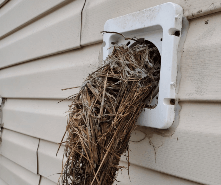 A technician removes a bird guard from a dryer vent, exposing the open duct on a building's exterior wall during the day.