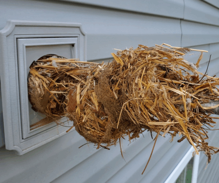 A technician removes a bird guard from a dryer vent, revealing the open exhaust pipe on the side of a house.